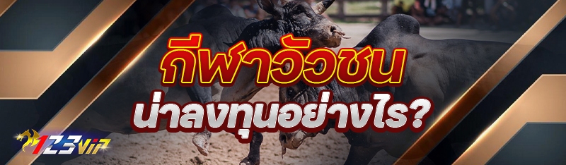 กีฬาวัวชน น่าลงทุนอย่างไร?